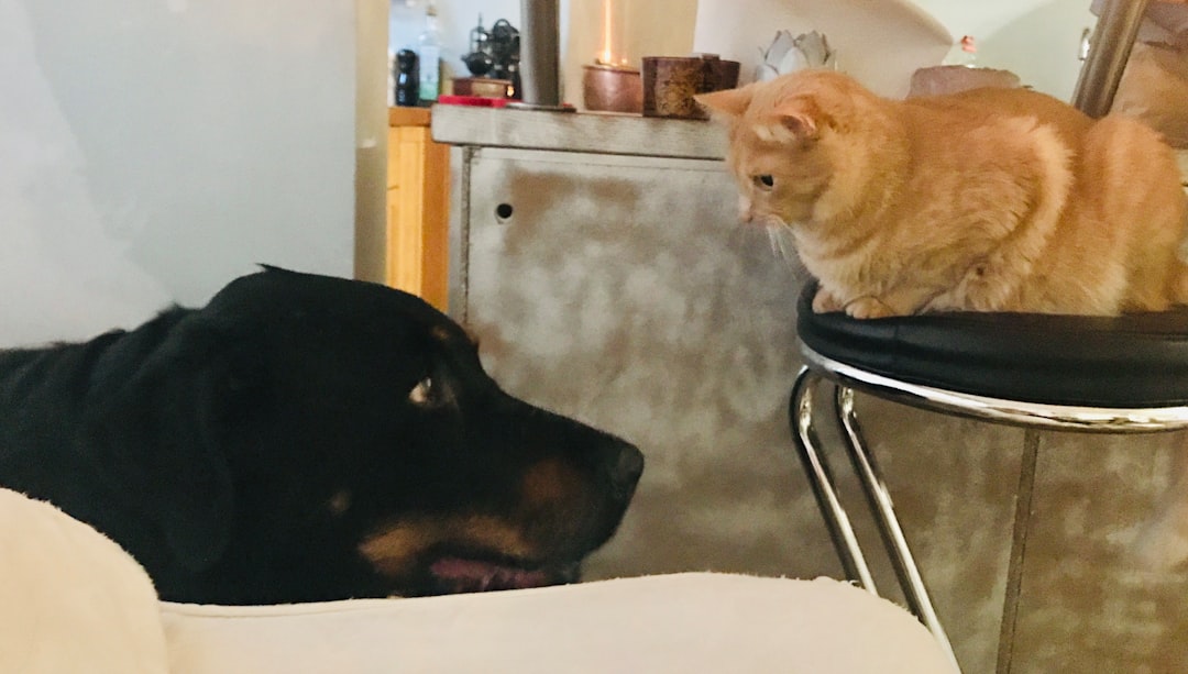 如何開始學人類圖